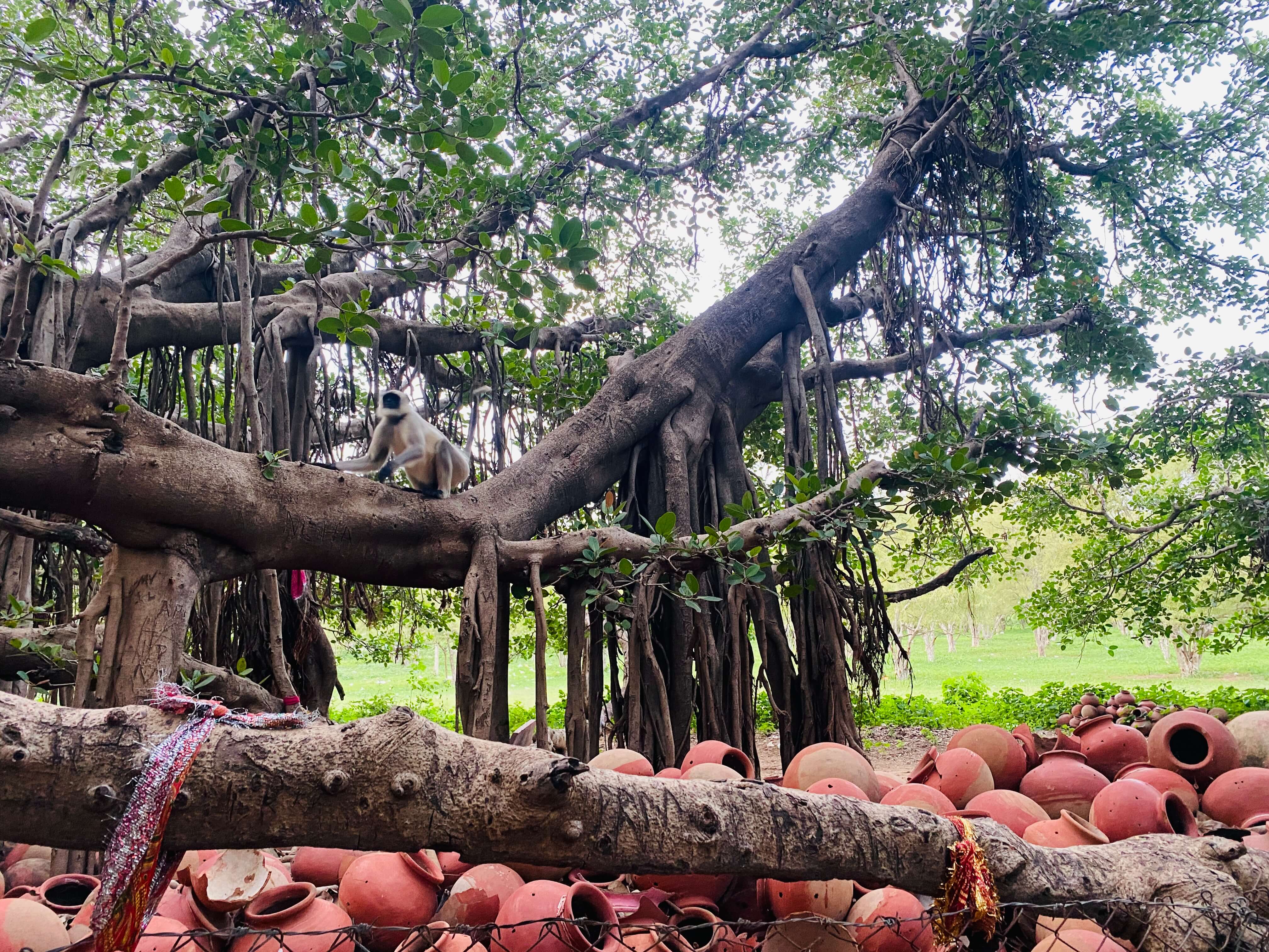 Kantharpura Mahakali Vad